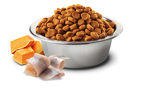 KABELJAUW POMPOEN MINI ADULT 800 GRAM