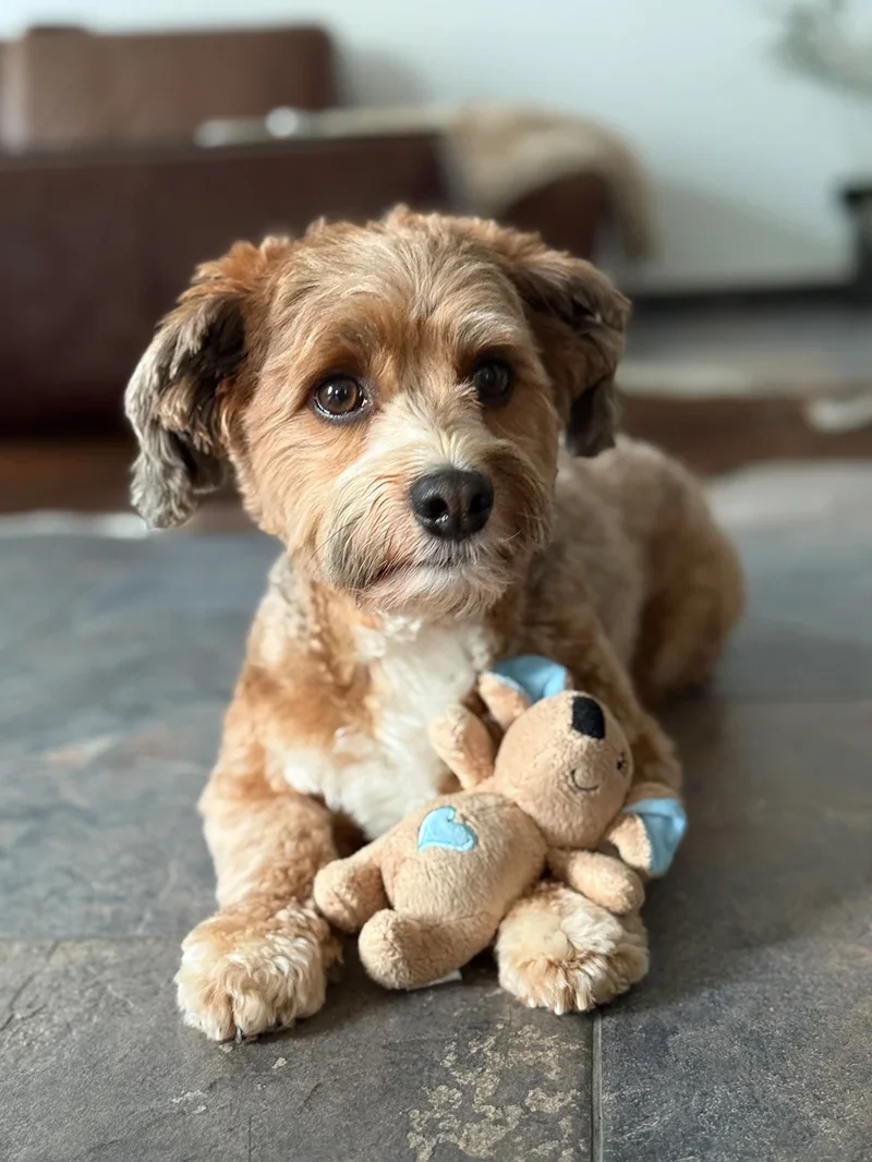 PETLANDO MOODLES RAT REBECCA