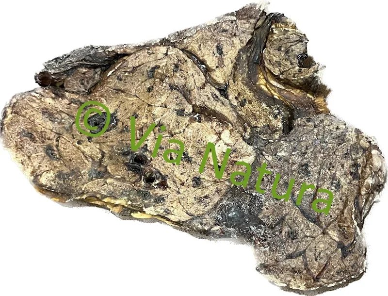 RUNDERLONG PLAT PER STUK